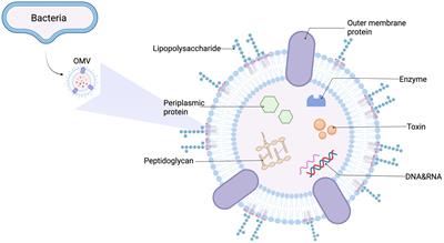 The potential role of gut microbiota outer membrane vesicles in colorectal cancer